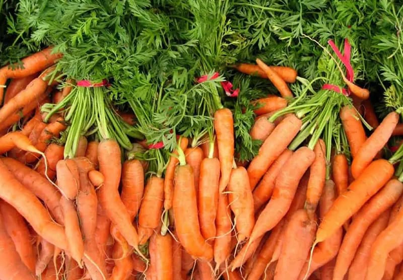 images/1652427618871carrot sorter.jpg